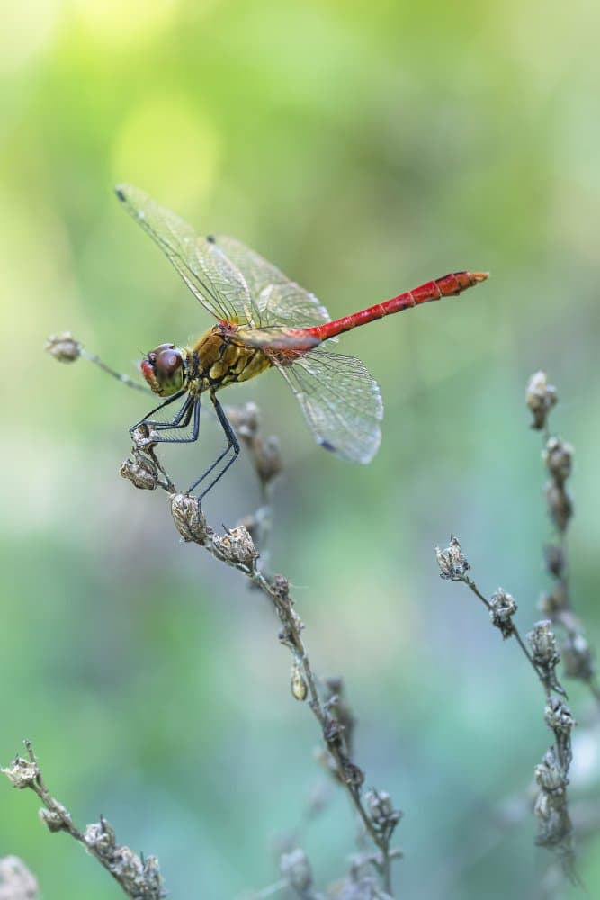 Red Dragonfly Perched by Fabrizio Daminelli — canvas wall art