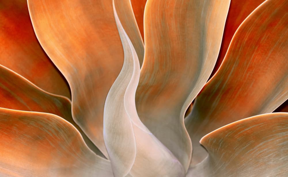 Warm Botanical Flow by Robin Wechsler — canvas wall art