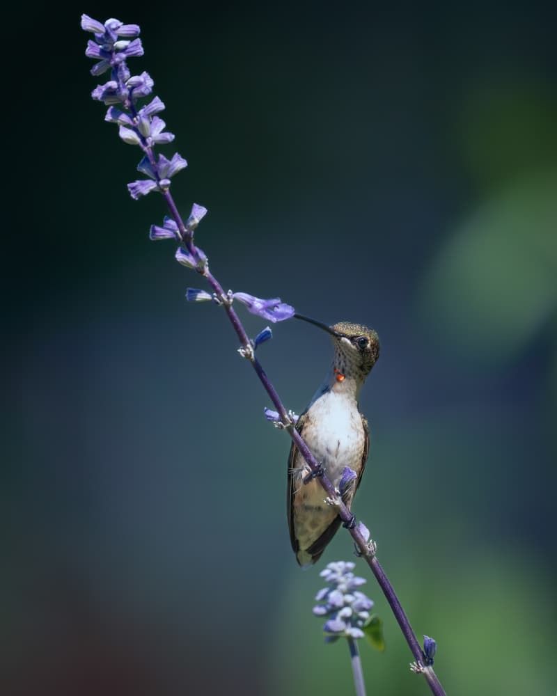 Hummingbird Nectar Bloom by Li Chen — canvas wall art