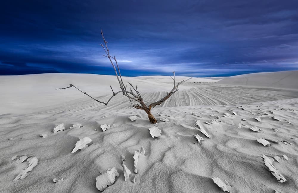 Solitary Desert Tree by Larry Deng APA — canvas wall art