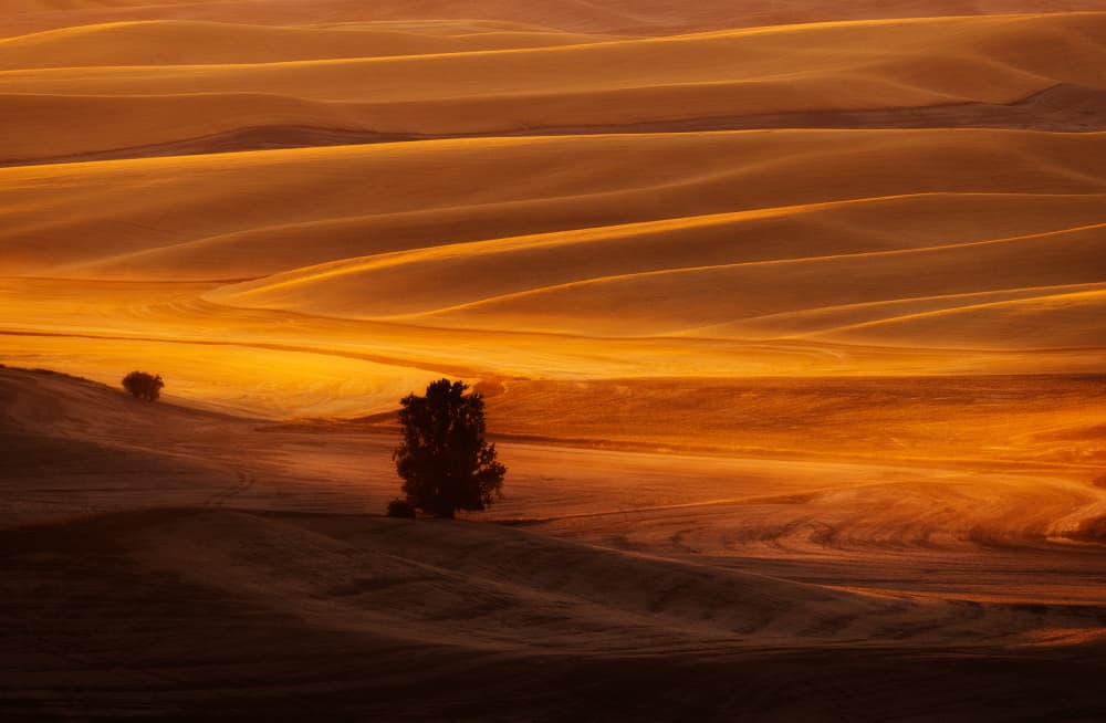 Golden Rolling Fields by James Lu — canvas wall art