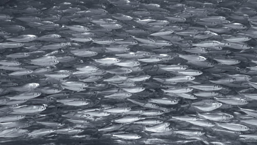 Shimmering School of Fish by brigitte van krimpen — canvas wall art