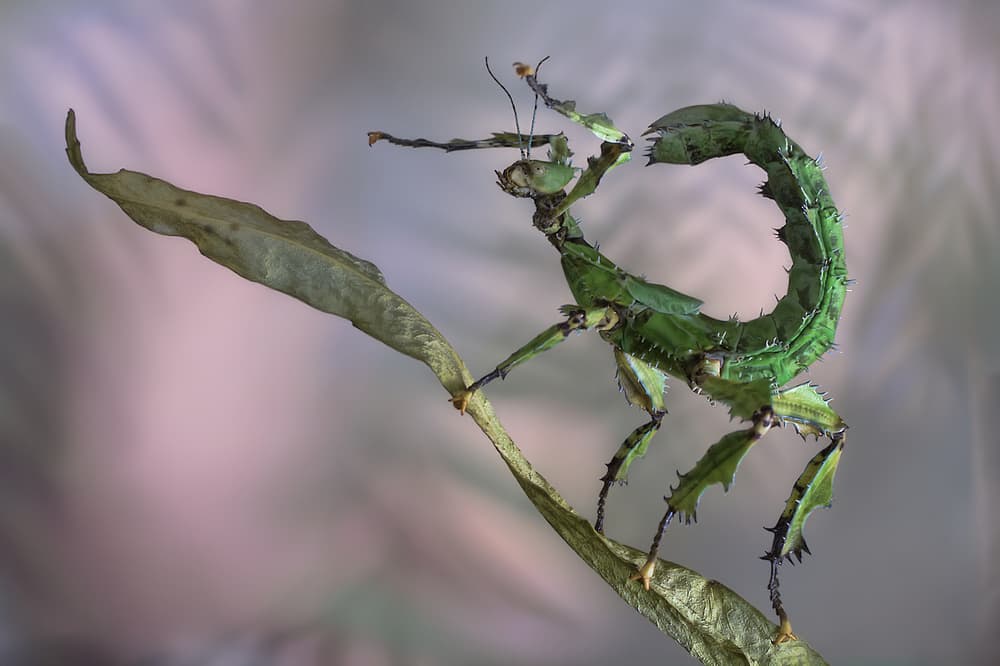 Curled Green Leaf Insect by Jimmy Hoffman — canvas wall art