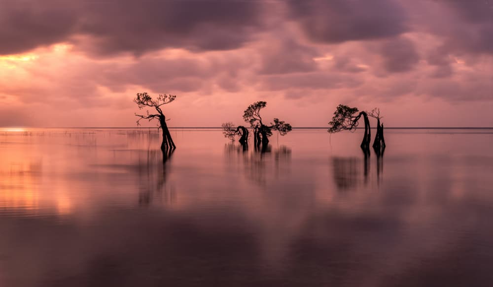 Twilight Mangrove Reflections by Jie Jin — canvas wall art