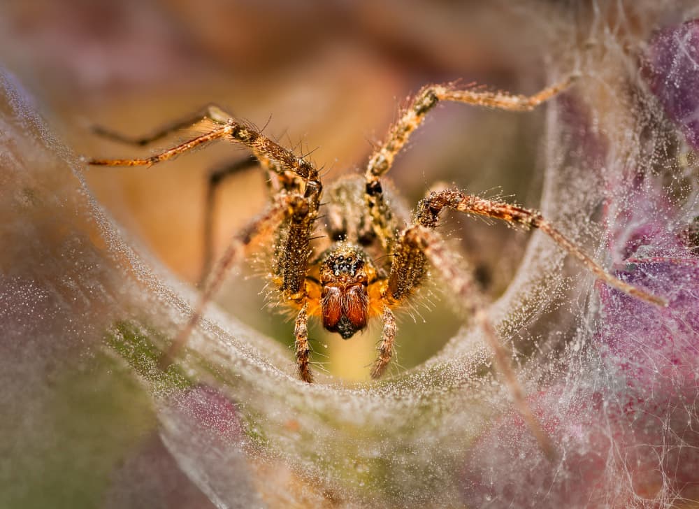 Intense Spider Close-up by Atul Saluja — canvas wall art