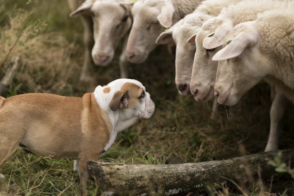 Curious Puppy Meets Sheep by Gert van den Bosch — canvas wall art
