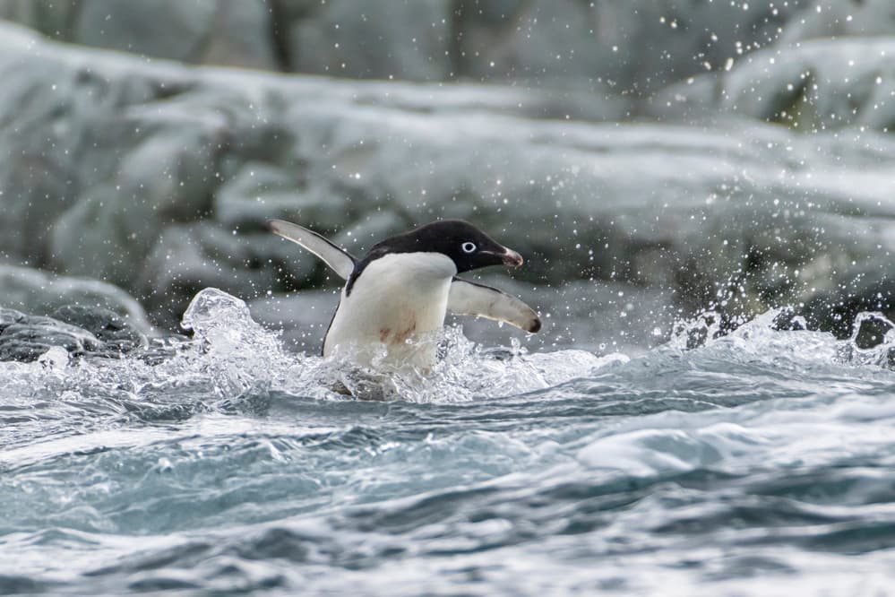 Splashing Adelie Penguin by Siyu_Wei APA — canvas wall art