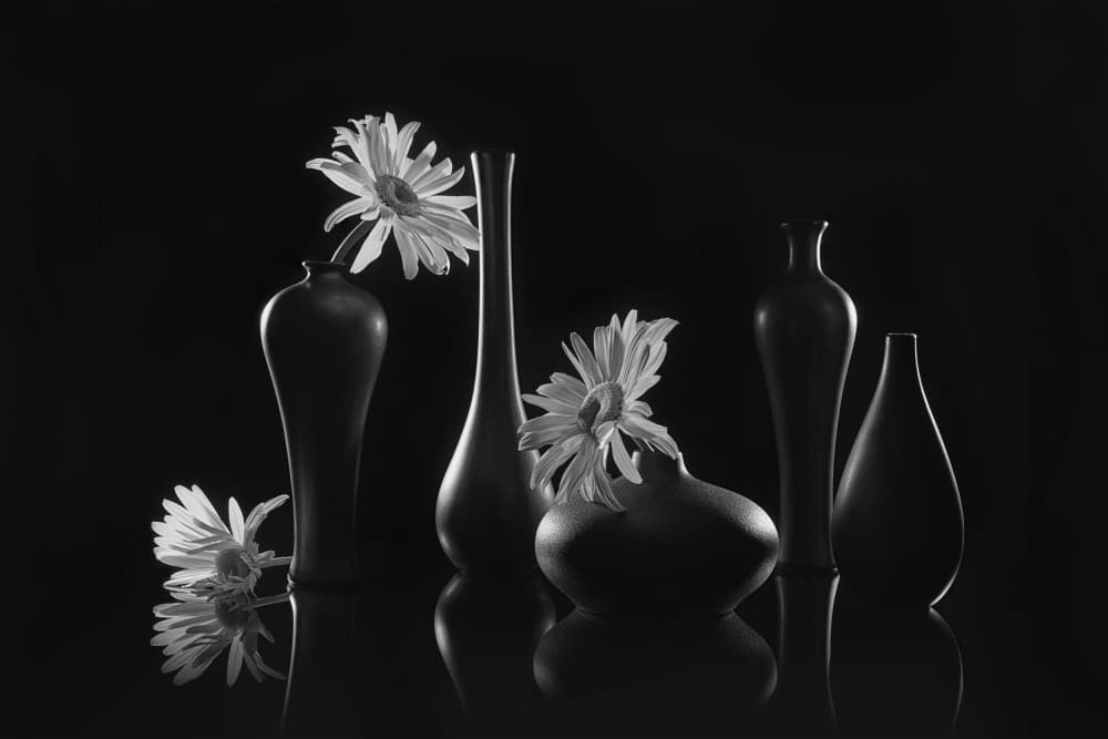 Elegant Daisy Still Life by Lydia Jacobs — canvas wall art