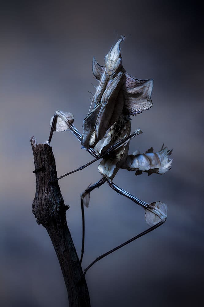 Mysterious Praying Mantis by Jimmy Hoffman — canvas wall art