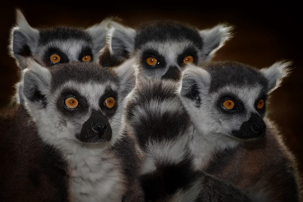 Four Curious Ringtail Lemurs by Mathilde Guillemot — canvas wall art