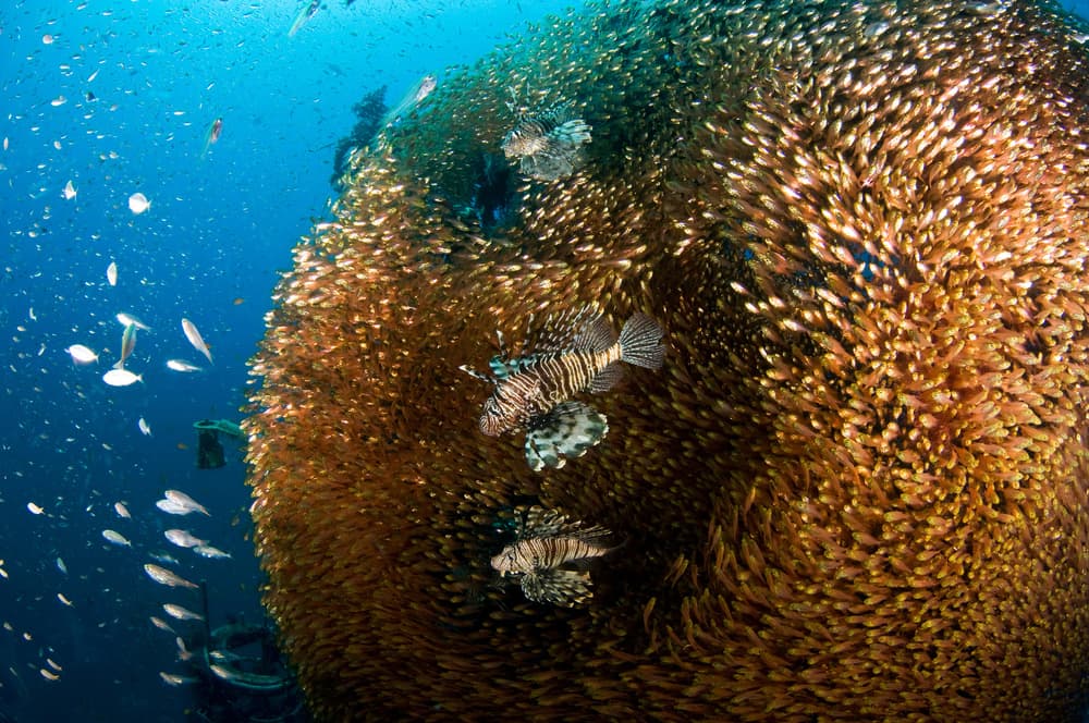 Lionfish Hunting School by Ilan Ben Tov — canvas wall art