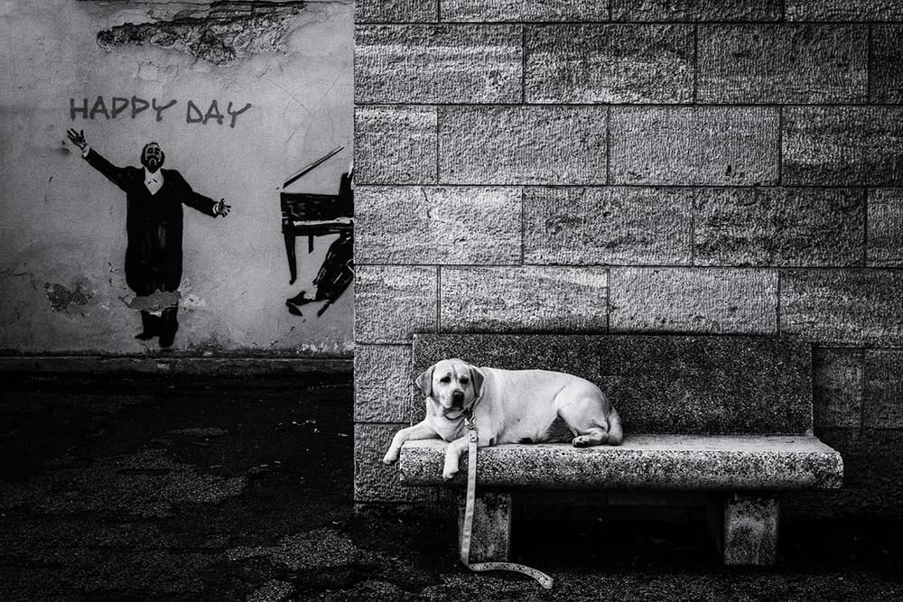 Street Dog Happy Day by Massimo Della Latta — canvas wall art