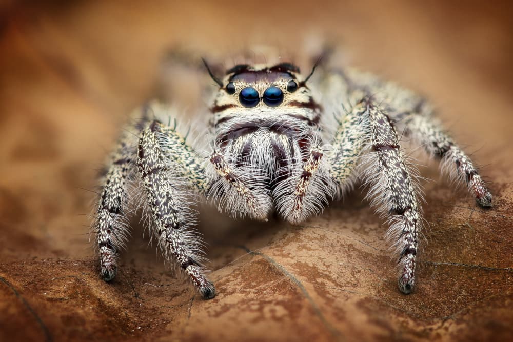 Blue Eyed Jumping Spider by Ajar Setiadi — canvas wall art
