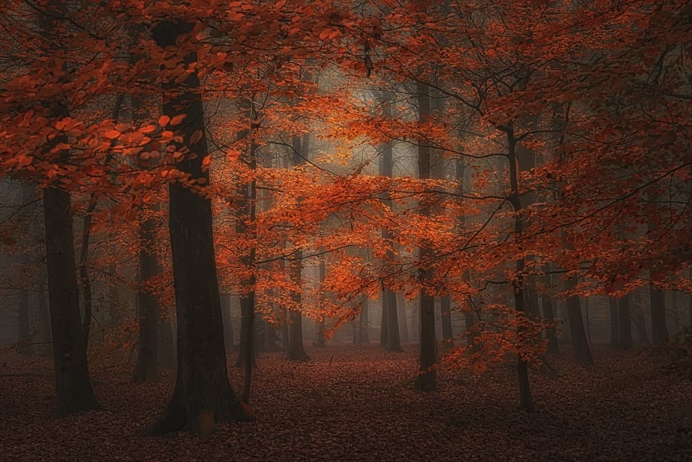Vibrant red by Saskia Dingemans — canvas wall art