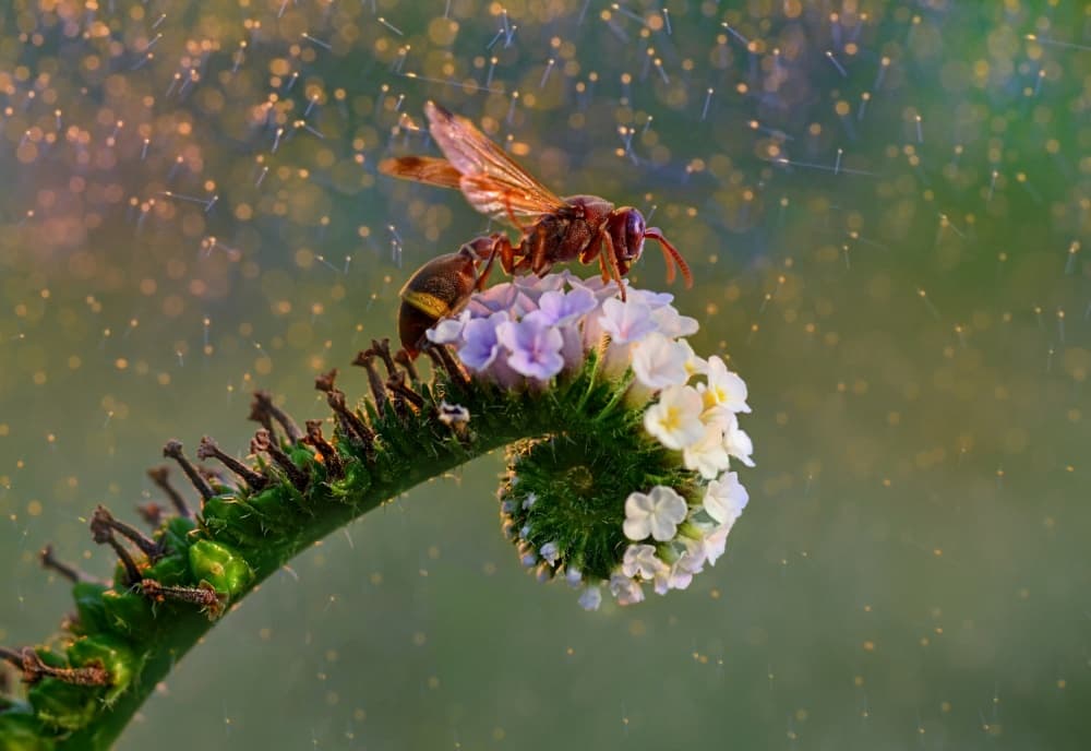 Wasp On Blooming Stem by Fahmi Bhs — canvas wall art