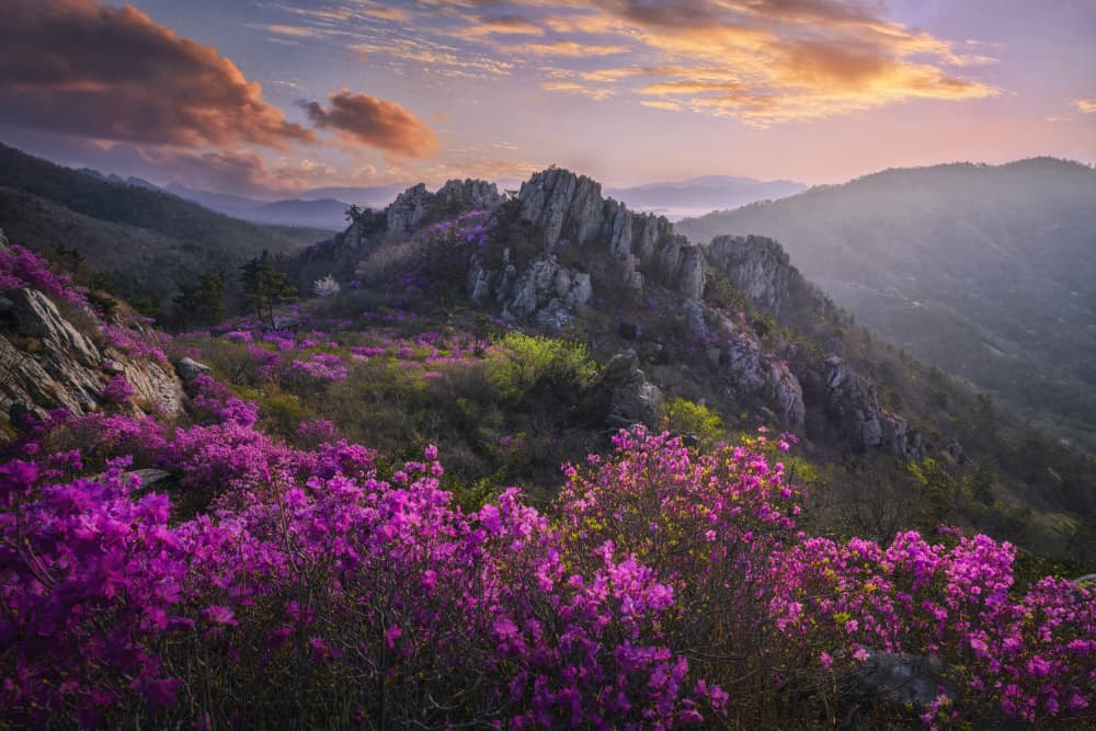 Purple Mountain Bloom by Tiger Seo — canvas wall art