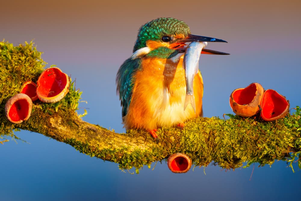 Vibrant Kingfisher Catch by Petar Sabol — canvas wall art