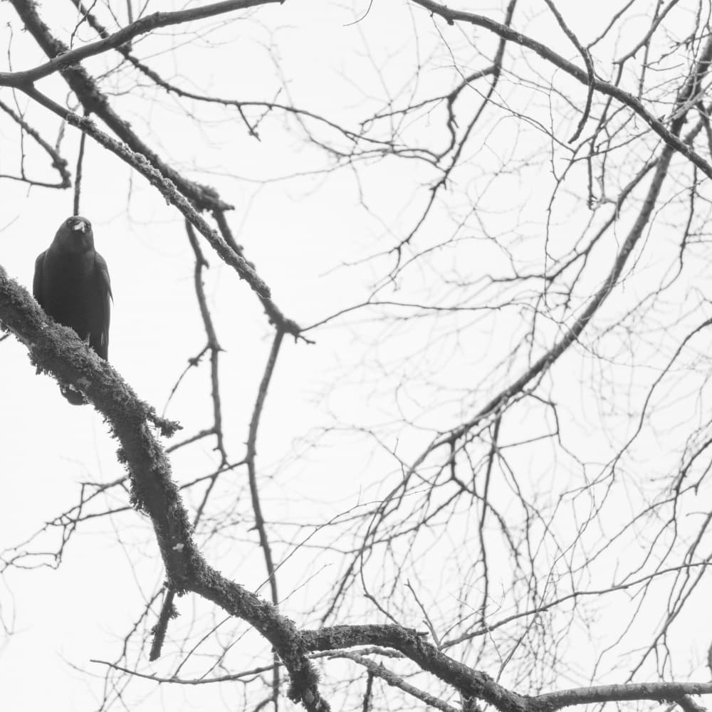 Raven on Bare Branch by Lynann Colligan — canvas wall art
