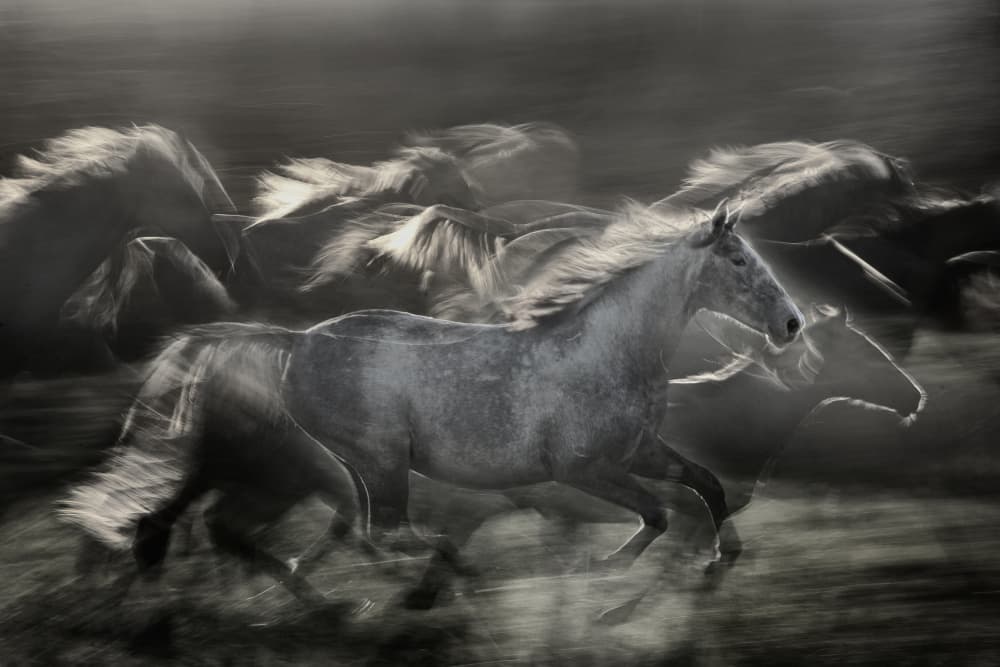 Wild Horses Running by Milan Malovrh — canvas wall art