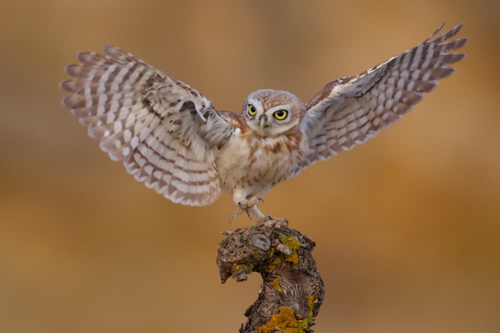 Wild Owl Spreads Wings by David Manusevich — canvas wall art