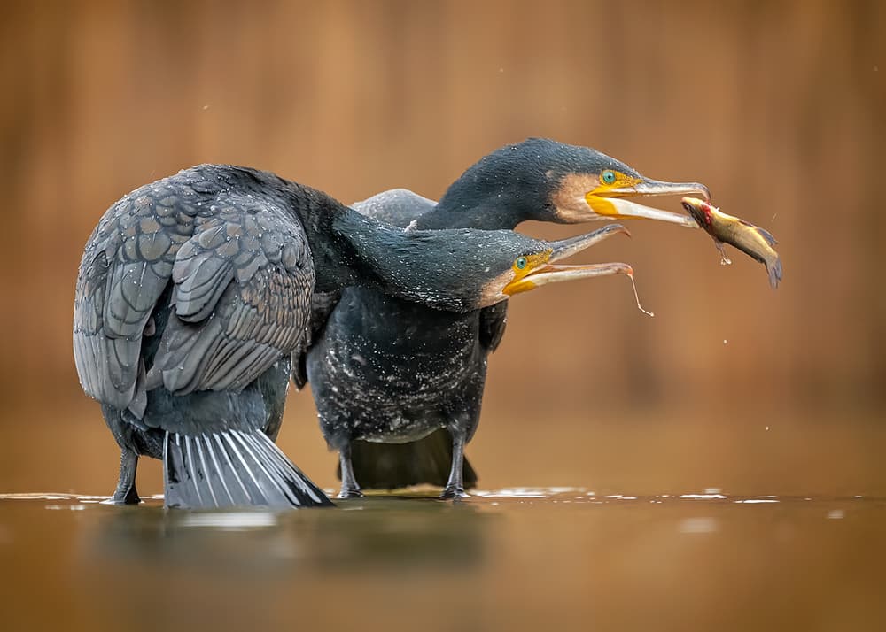 Cormorants Sharing Fish by Annie Poreider — canvas wall art