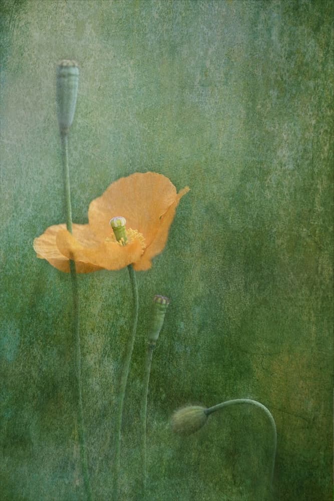 Dreamy Orange Poppies by Catherine Wang — canvas wall art