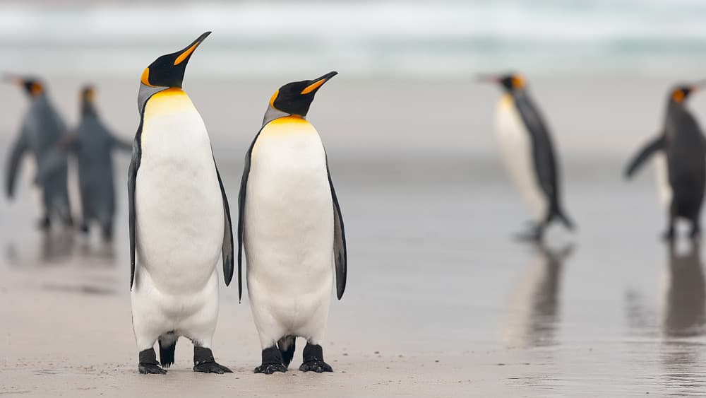 King Penguins on the Shore by Joan Gil Raga — canvas wall art