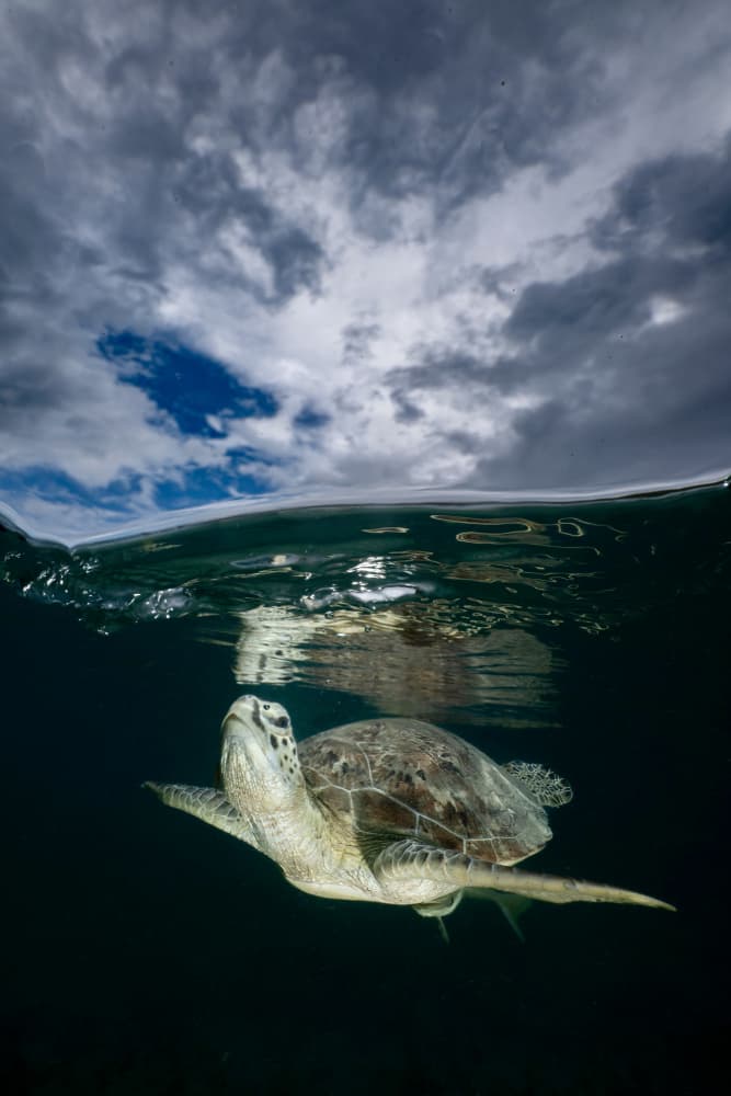 Sea Turtle Under Sky by Serge Melesan — canvas wall art