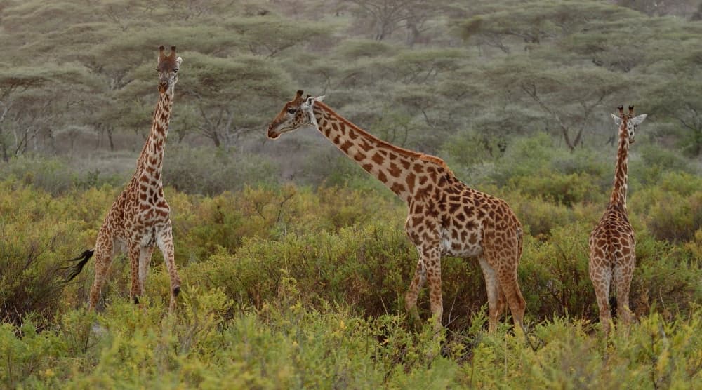 African Giraffes Savanna by Ugur Erkmen — canvas wall art