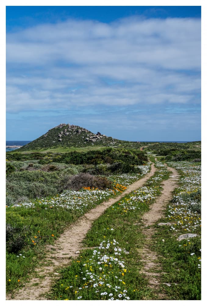 Pathway to Serenity by Shot by Clint — canvas wall art