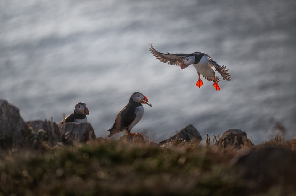 Coastal Puffin Landing by Larry Deng APA — canvas wall art