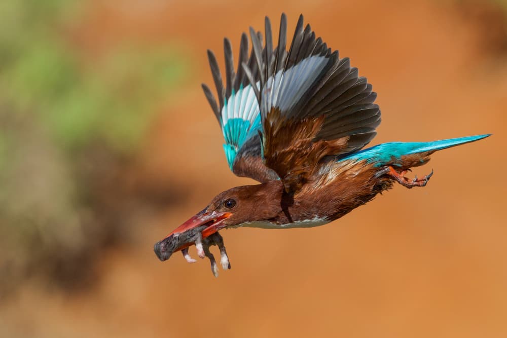 Flying Kingfisher Hunter by David Manusevich — canvas wall art