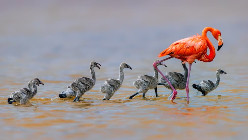 Pink Flamingo Family by Jun Zuo — canvas wall art