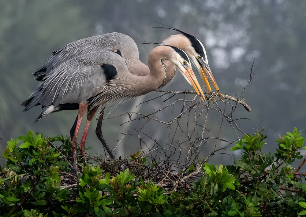 Great Blue Herons Nesting by Liwen Tao — canvas wall art