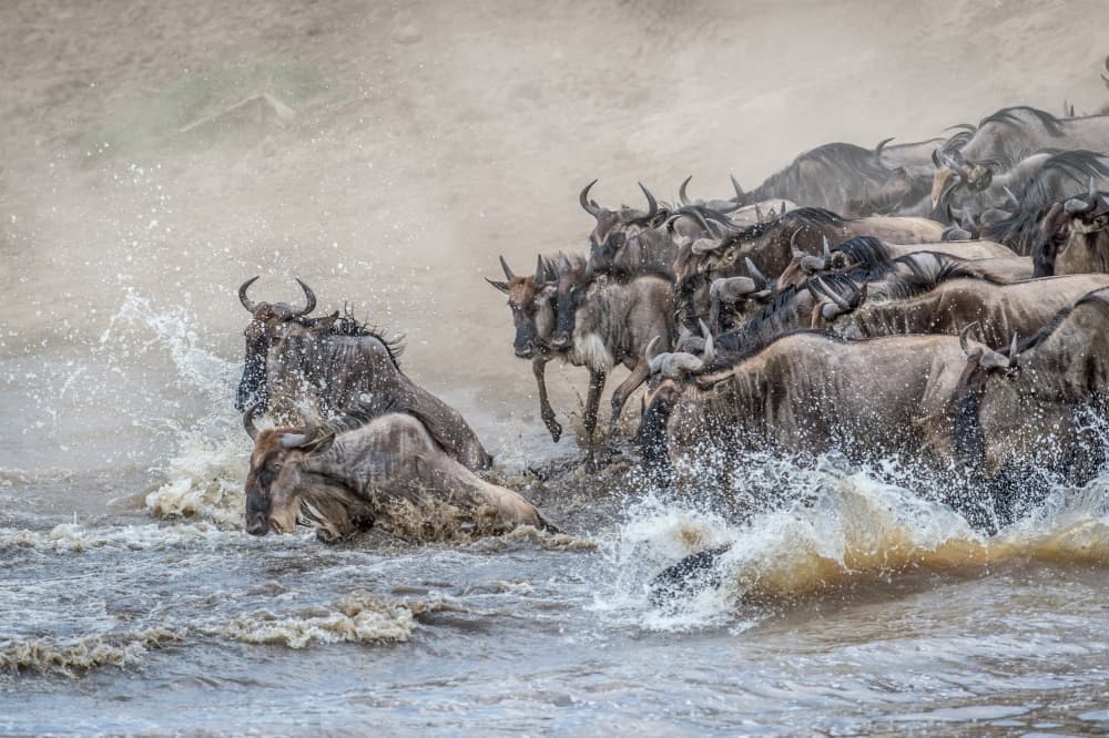 Great Migration Crossing by Jeffrey C. Sink — canvas wall art