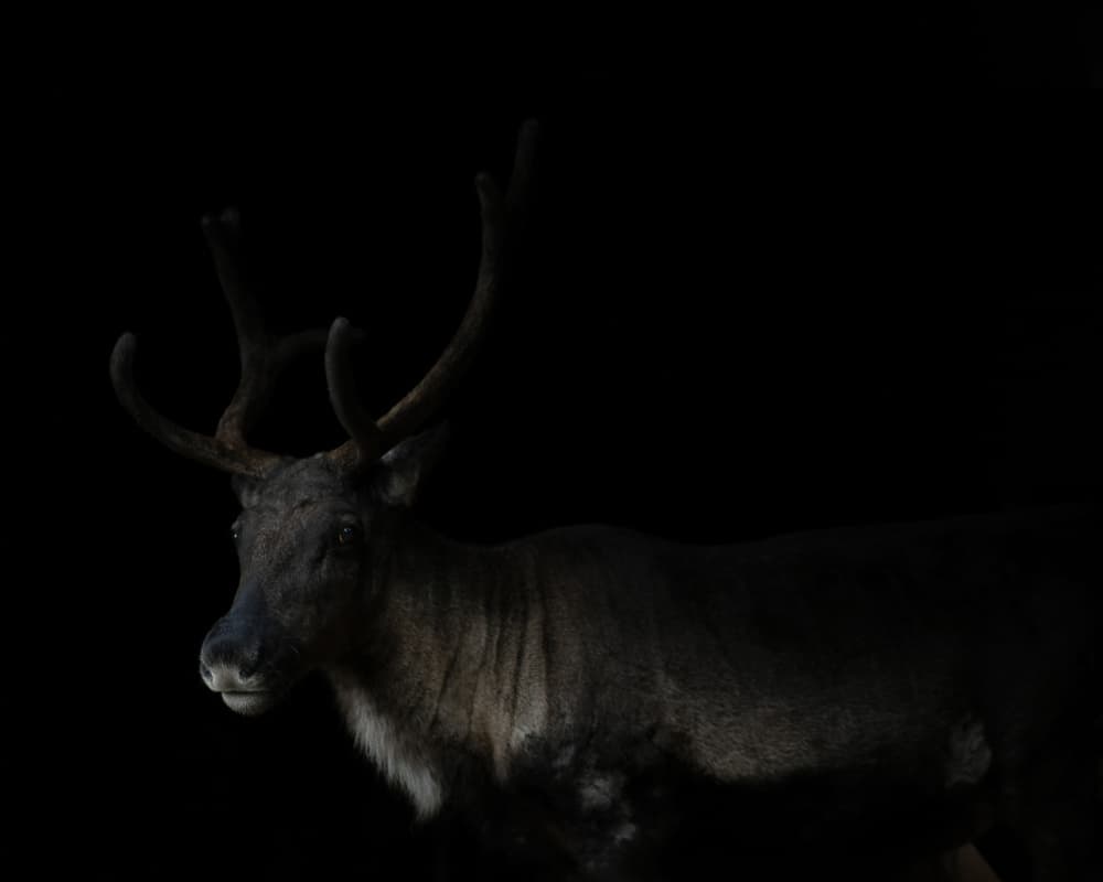 Majestic Reindeer Portrait by Alena Zabolotina — canvas wall art