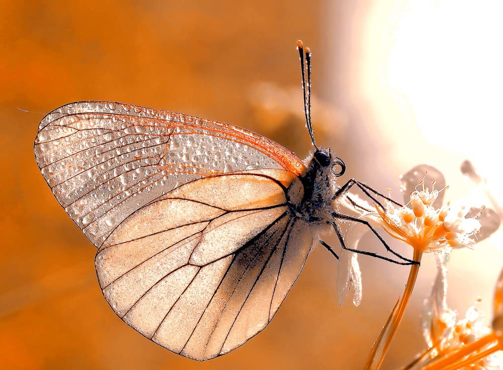Golden Dewdrop Butterfly by Thierry Dufour — canvas wall art