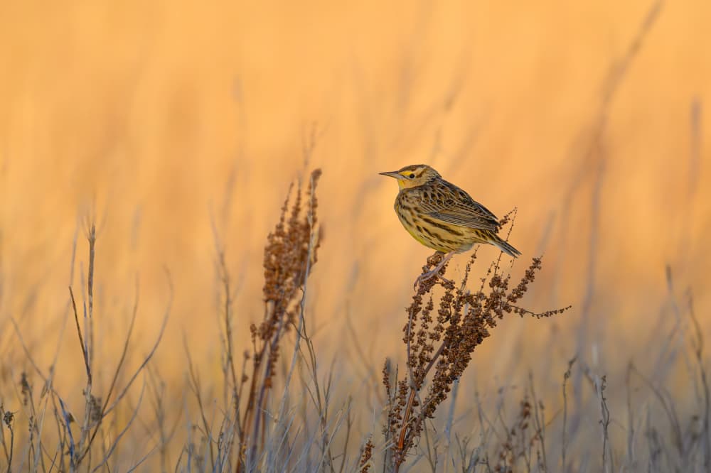 Golden Hour Meadowlark by Mike He — canvas wall art