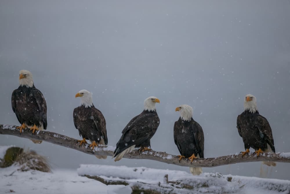 Five Bald Eagles In Snow by Nick Kalathas — canvas wall art