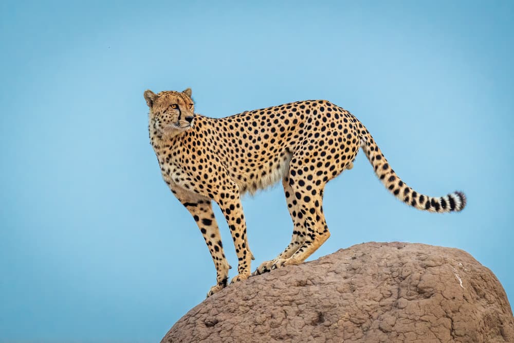 Alert Cheetah On Watch by Jeffrey C. Sink — canvas wall art