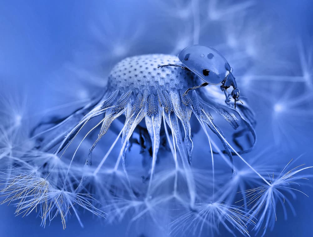Blue Ladybug Dandelion by Thierry Dufour — canvas wall art