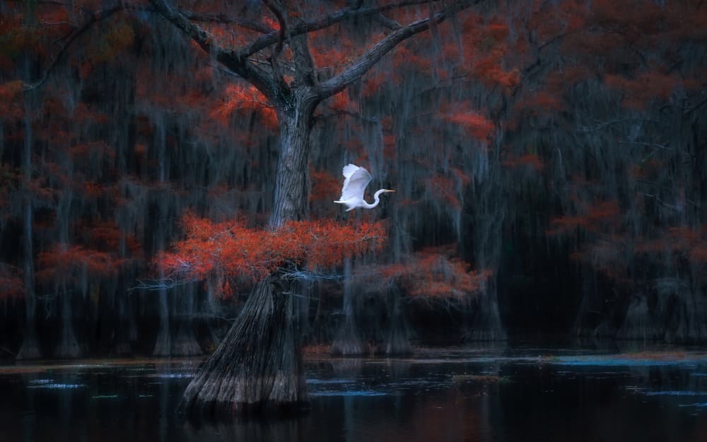 Egret in Autumn Swamp by Catherine Wang — canvas wall art