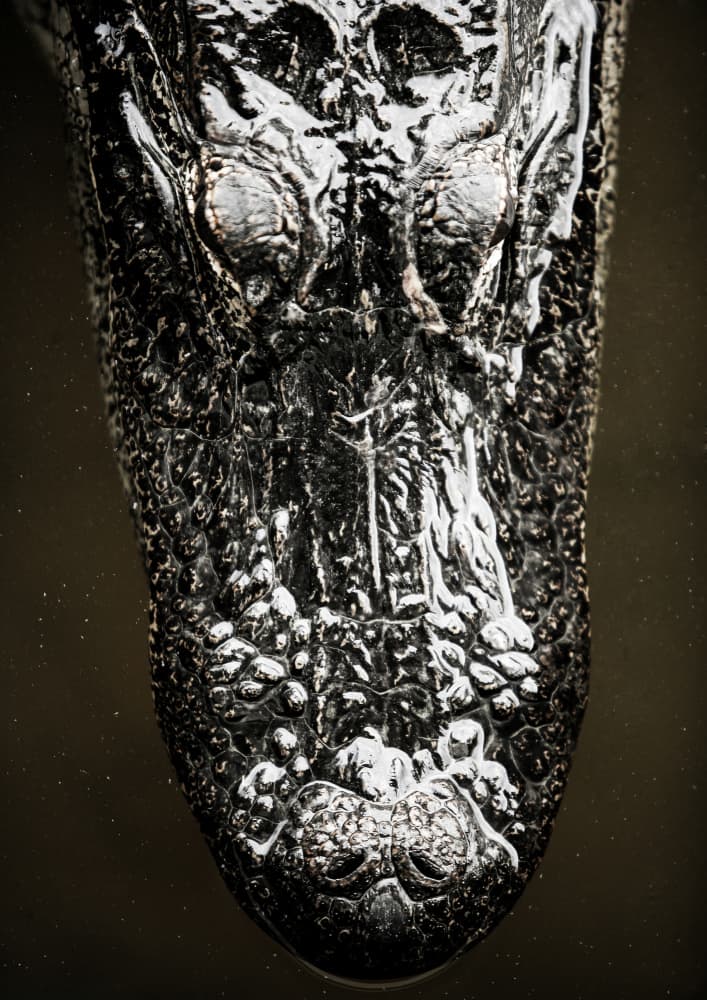 Glistening Apex by Shot by Clint — canvas wall art
