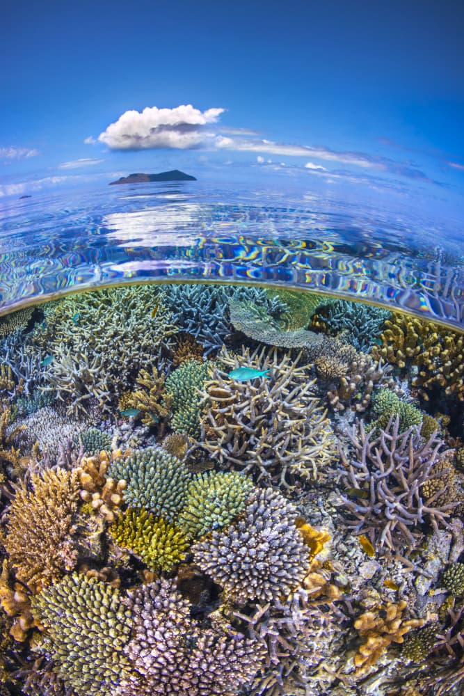 Tropical Reef Above Below by Barathieu Gabriel — canvas wall art