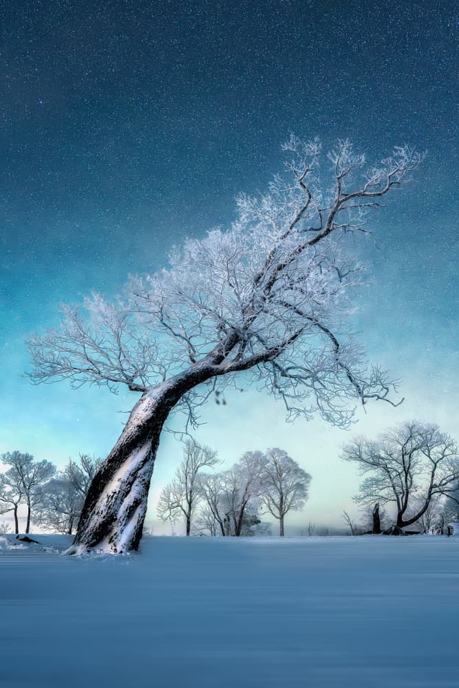 Starry Winter Tree by Yuan Cui — canvas wall art