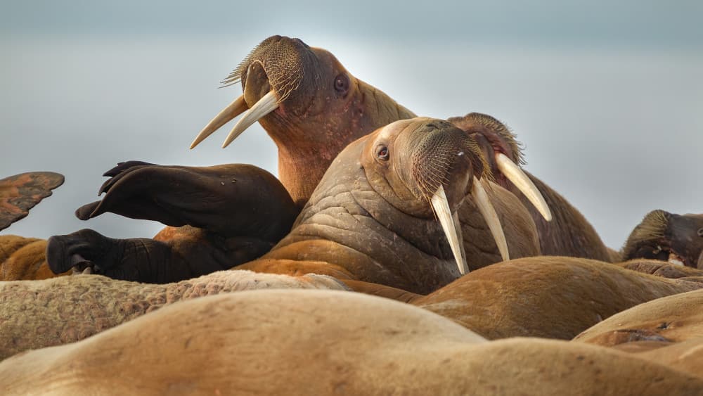 Arctic Walrus Group by Joan Gil Raga — canvas wall art
