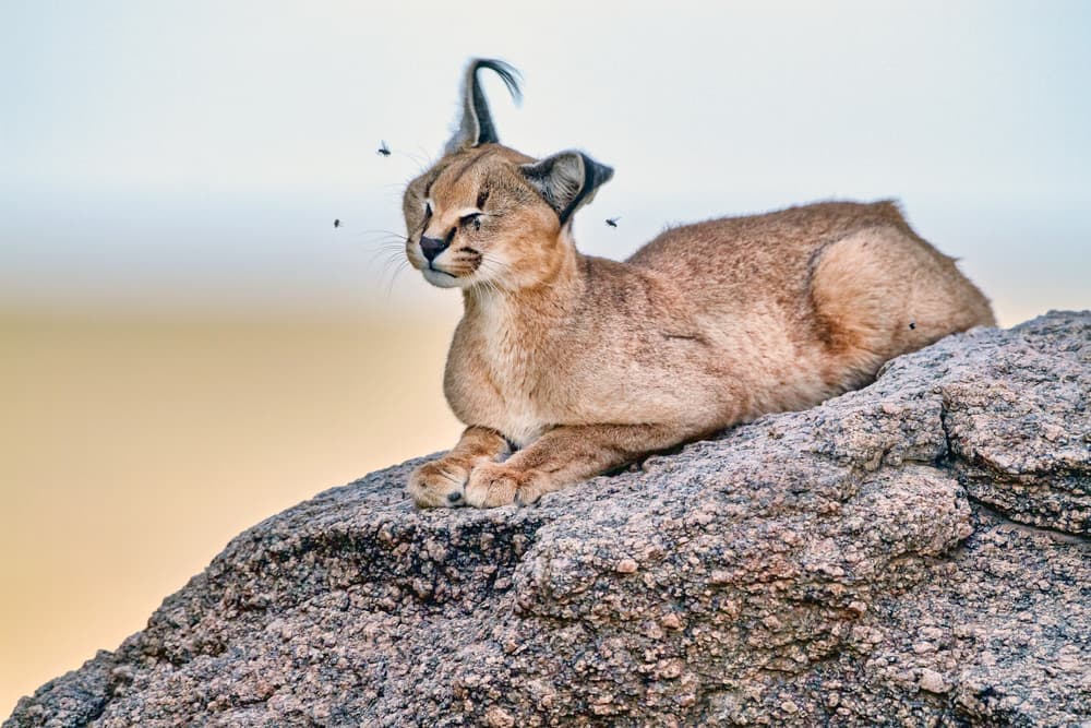 Wild Caracal On Rock by Alessandro Catta — canvas wall art