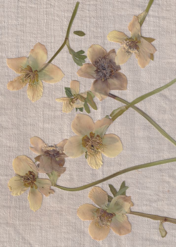 Delicate Pressed Flowers by Maira Ribena — canvas wall art