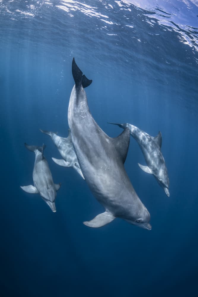 Graceful Dolphins Blue Depths by Barathieu Gabriel — canvas wall art