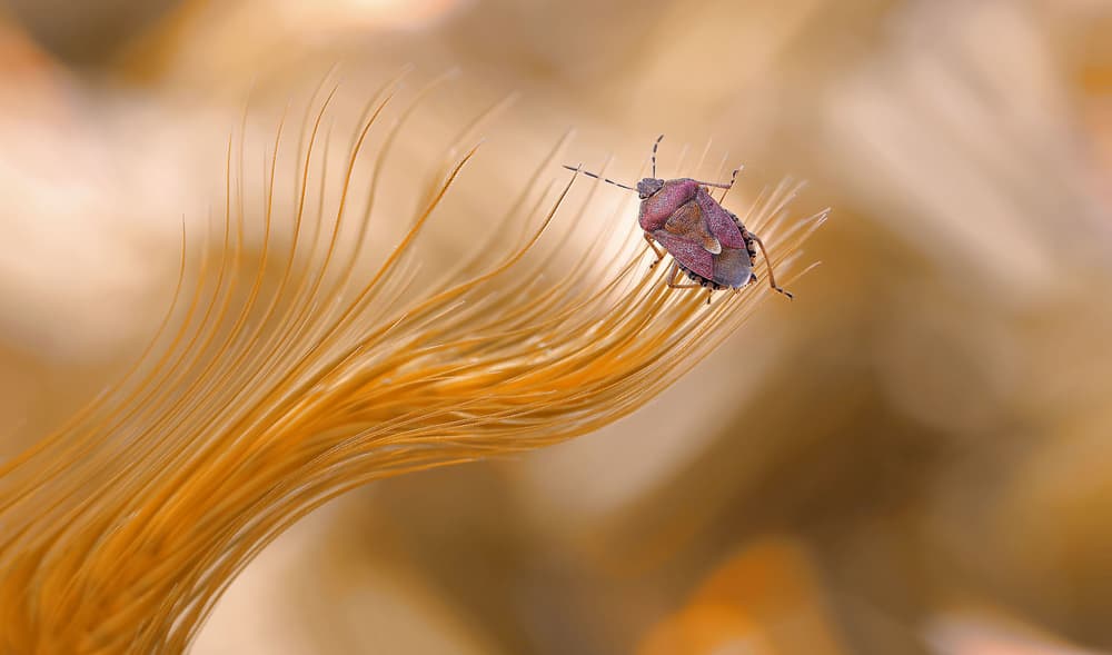 Stink Bug on Feather by Thierry Dufour — canvas wall art